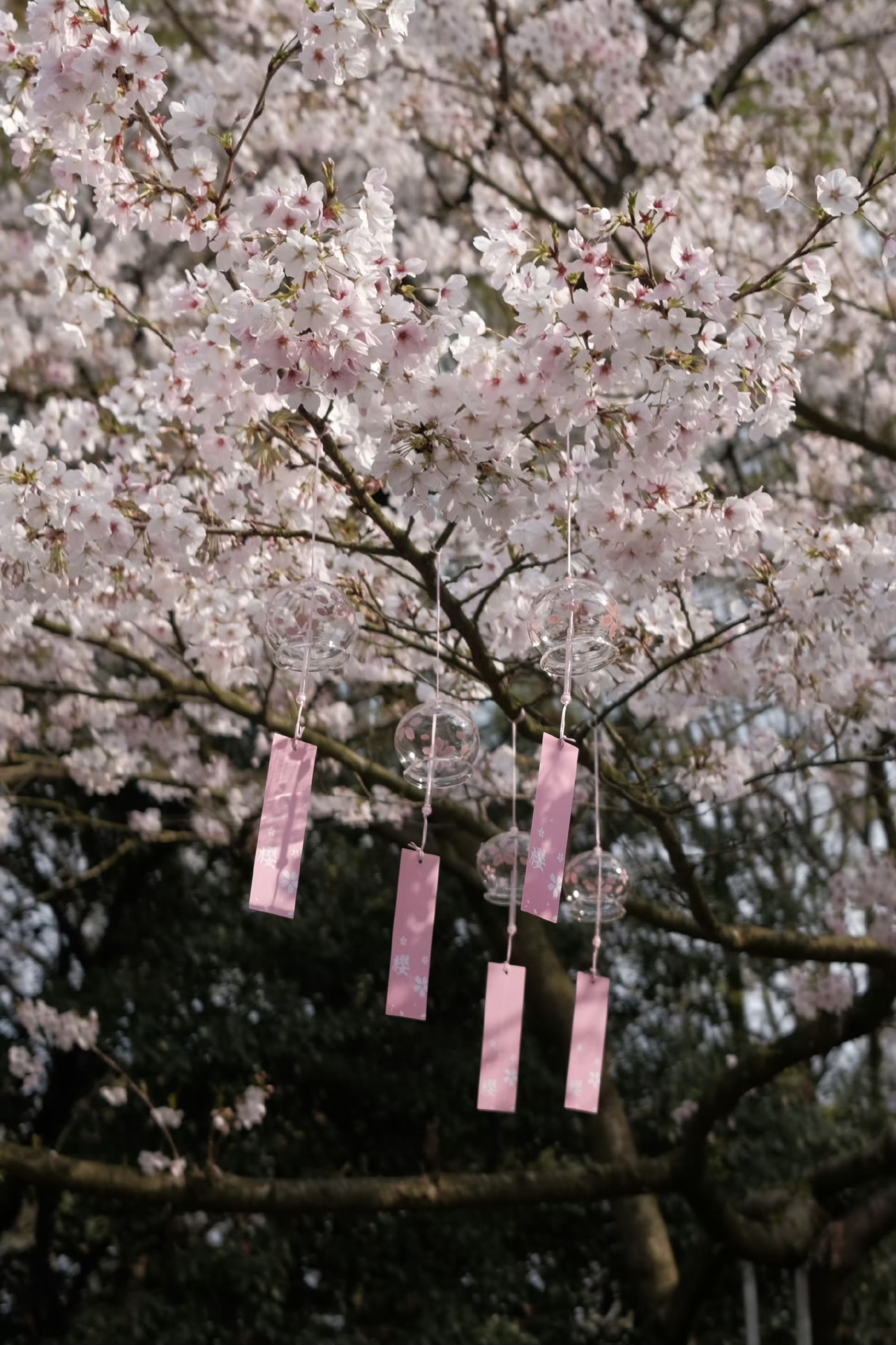 樱花风铃